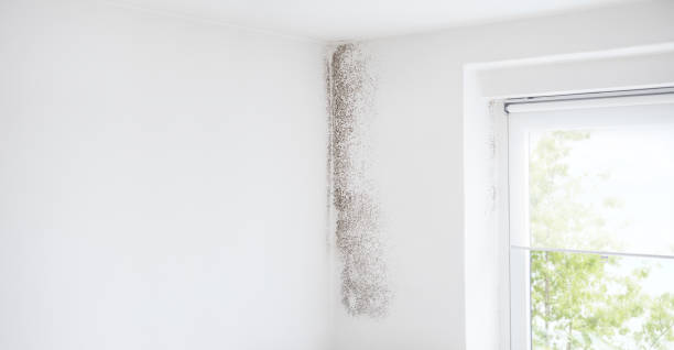 Best Commercial Mold Inspection  in Eagle Point, OR