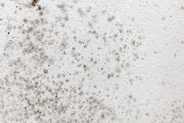 Best Mold-Related Health Consultation  in Eagle Point, OR