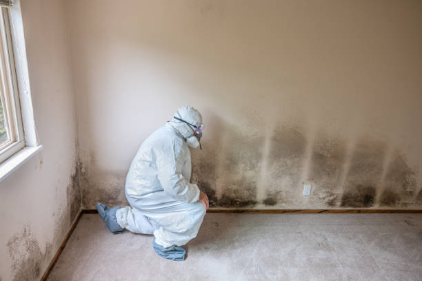 Best Basement Mold Removal  in Eagle Point, OR