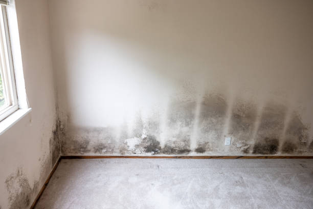 Best Asbestos and Lead Testing During Mold Inspection  in Eagle Point, OR