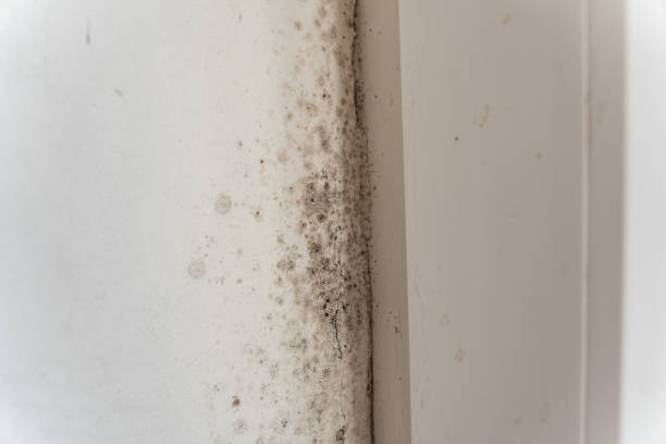Best Mold Removal for HVAC Installations  in Eagle Point, OR